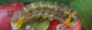 Deudorix diovis - Final Larvae